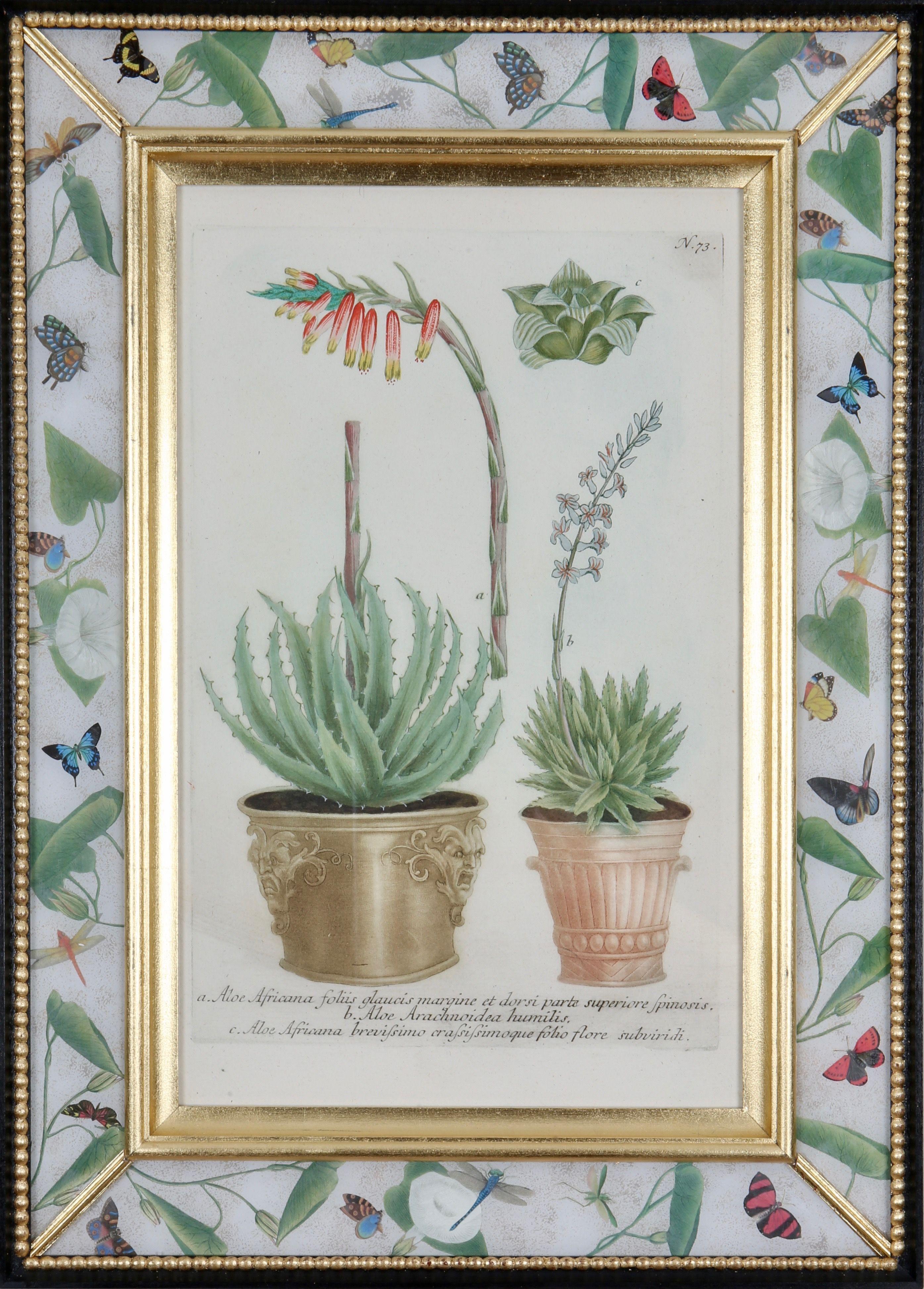 Johann Weinmann: Grabado del siglo XVIII de un áloe en una maceta decorativa.
