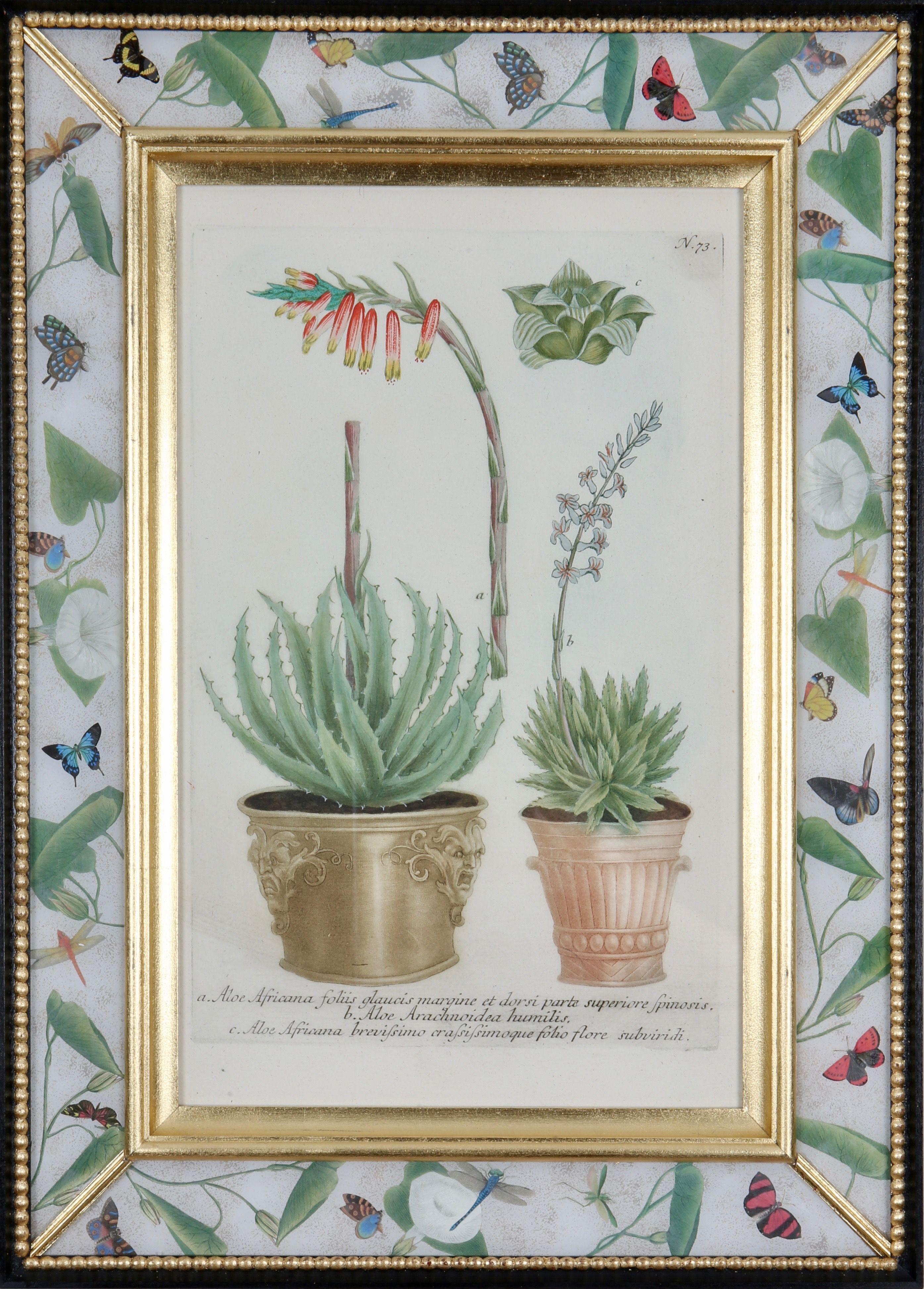 Johann Weinmann: 18th Century Engraving of an aloe in a decorative pot.