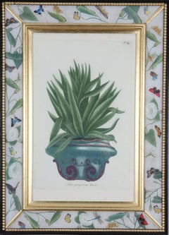 Antique Johann Weinmann: 18th Century Engravings of an aloe in a decorative pot.