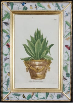 Johann Weinmann: 18th Century Engraving of an aloe in a decorative pot.