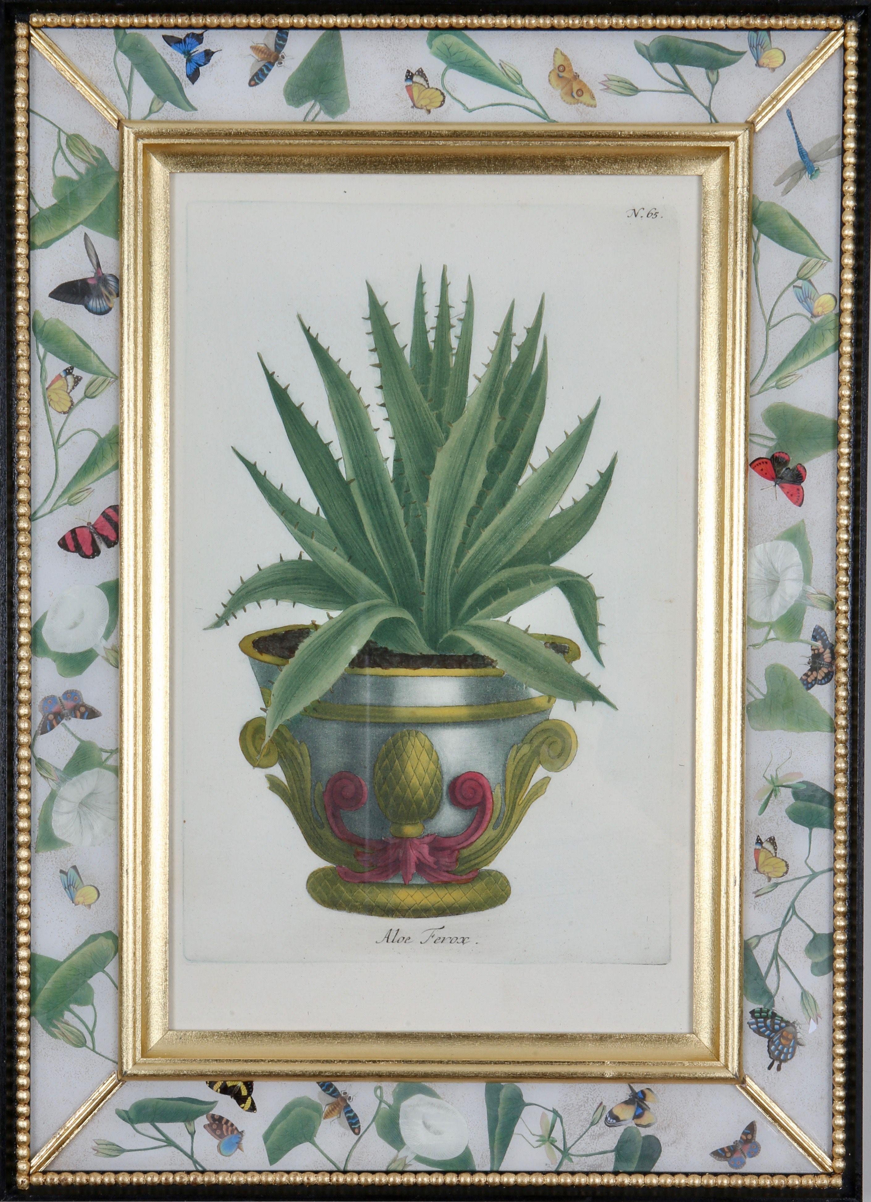 Johann Weinmann: Kupferstich aus dem 18. Jahrhundert. Aloe in einem dekorativen Topf. 