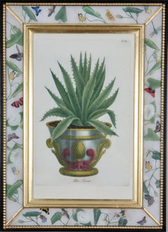 Johann Weinmann: Grabado del siglo XVIII. Aloe en maceta decorativa.