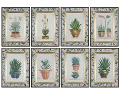 Johann Weinmann: 18th Century Engraving. Aloe in a Decorative pot.