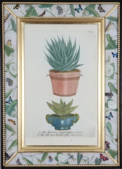 Johann Weinmann : gravure du 18ème siècle d'un aloe dans un pot décoratif.