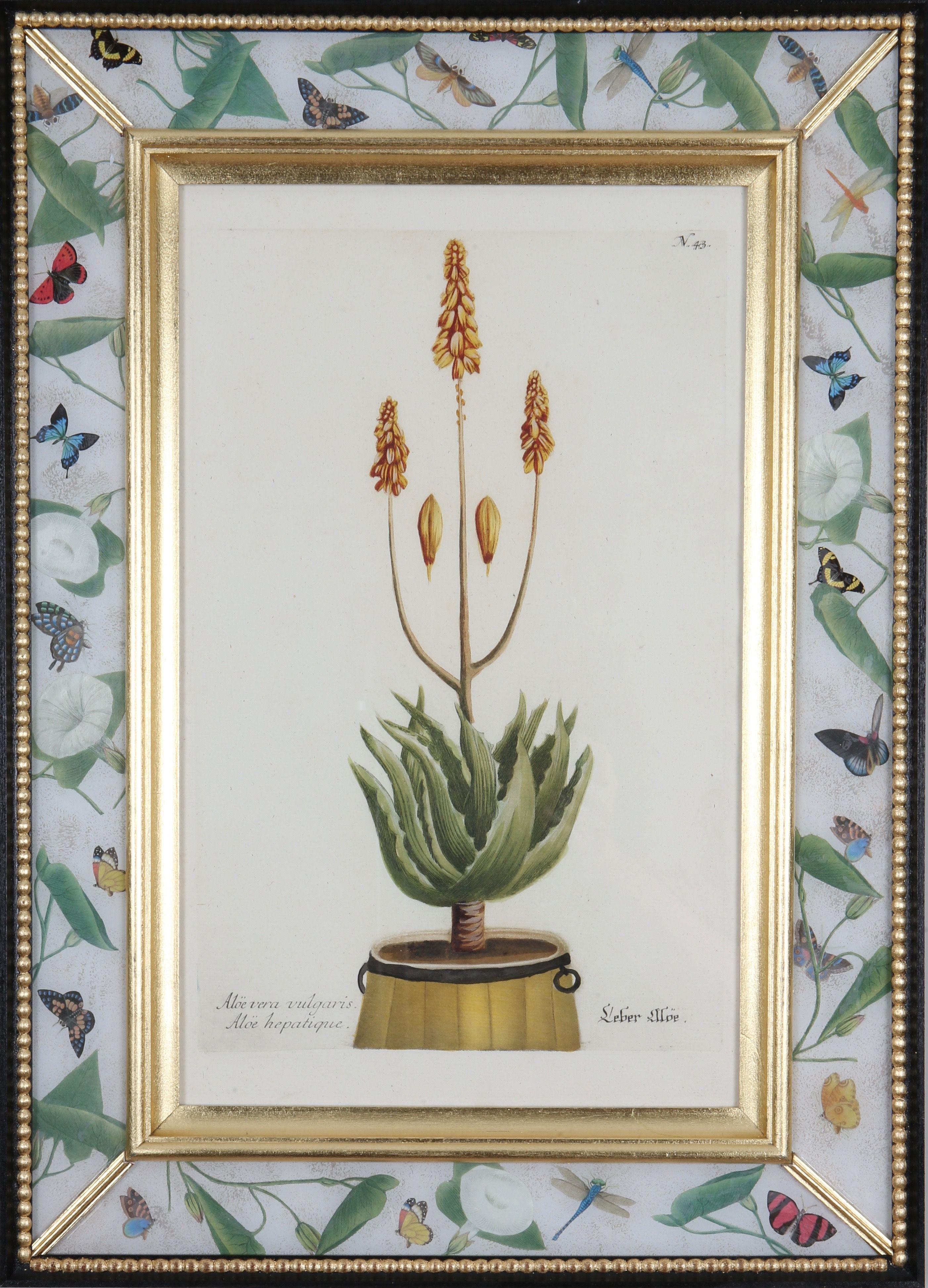 Hand-coloured mezzotint engravings of decorative urns with aloes and cacti from: ""Phytanthoza Iconographia"",  c1739, presented in hand- made, parcel-gilt, ebonised and decalcomania frames. 

Johann Weinmann (1683-1741), a German pharmacist and