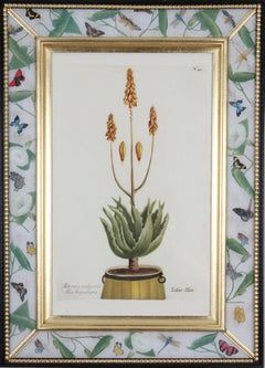 Antique Johann Weinmann: 18th Century Engraving of an aloe in a decorative pot.