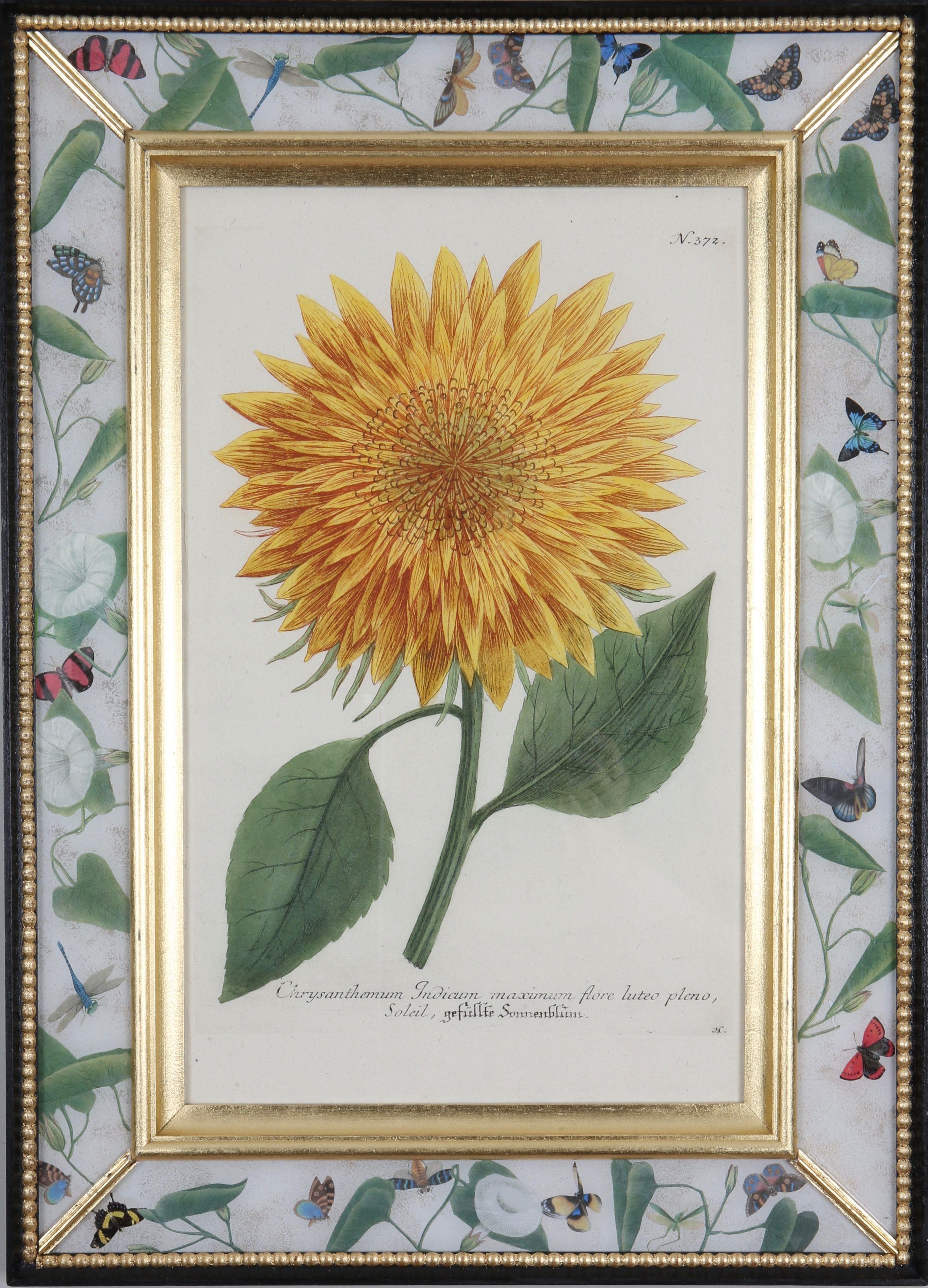 Vollständiger Satz von vier handkolorierten Schabkunststichen von Sonnenblumen aus: "Phytanthoza Iconographia",  um 1739, präsentiert in handgefertigten, paketvergoldeten, ebonisierten und dekalkomanierten Rahmen. 

Johann Weinmann (1683-1741), ein