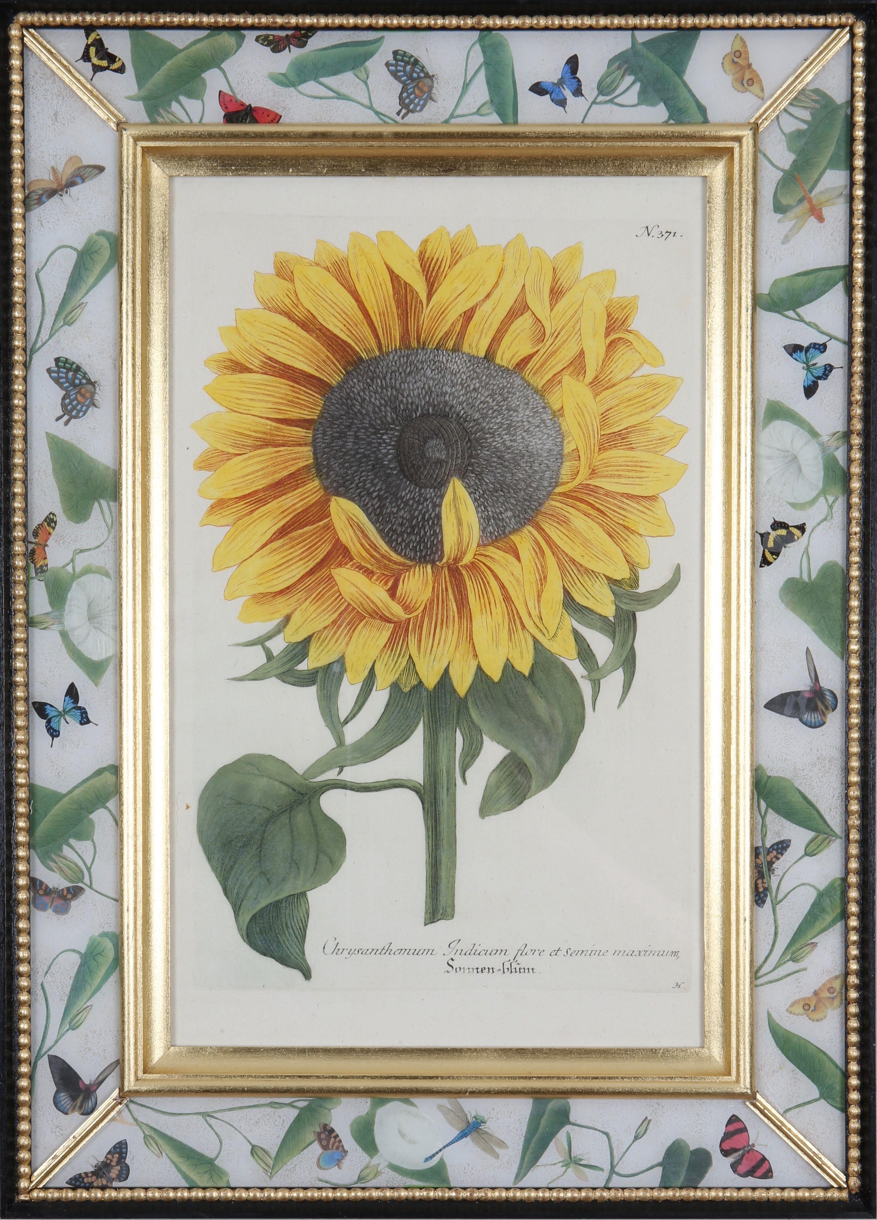 Johann Weinmann: Stiche von Sonnenblumen des 18. Jahrhunderts, 4er-Set, gerahmt im Angebot 1