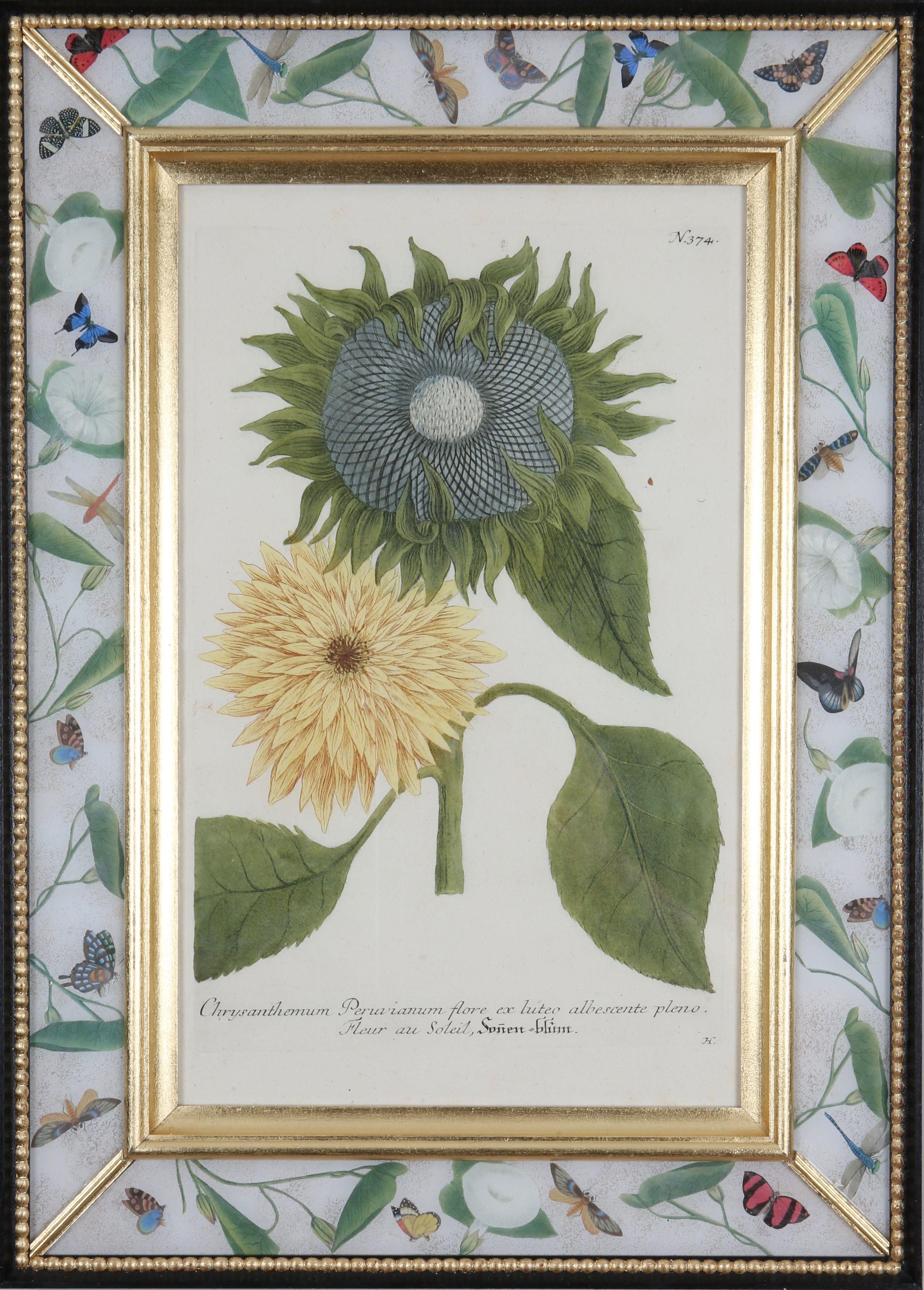 Johann Weinmann: Stiche von Sonnenblumen des 18. Jahrhunderts, 4er-Set, gerahmt im Angebot 2