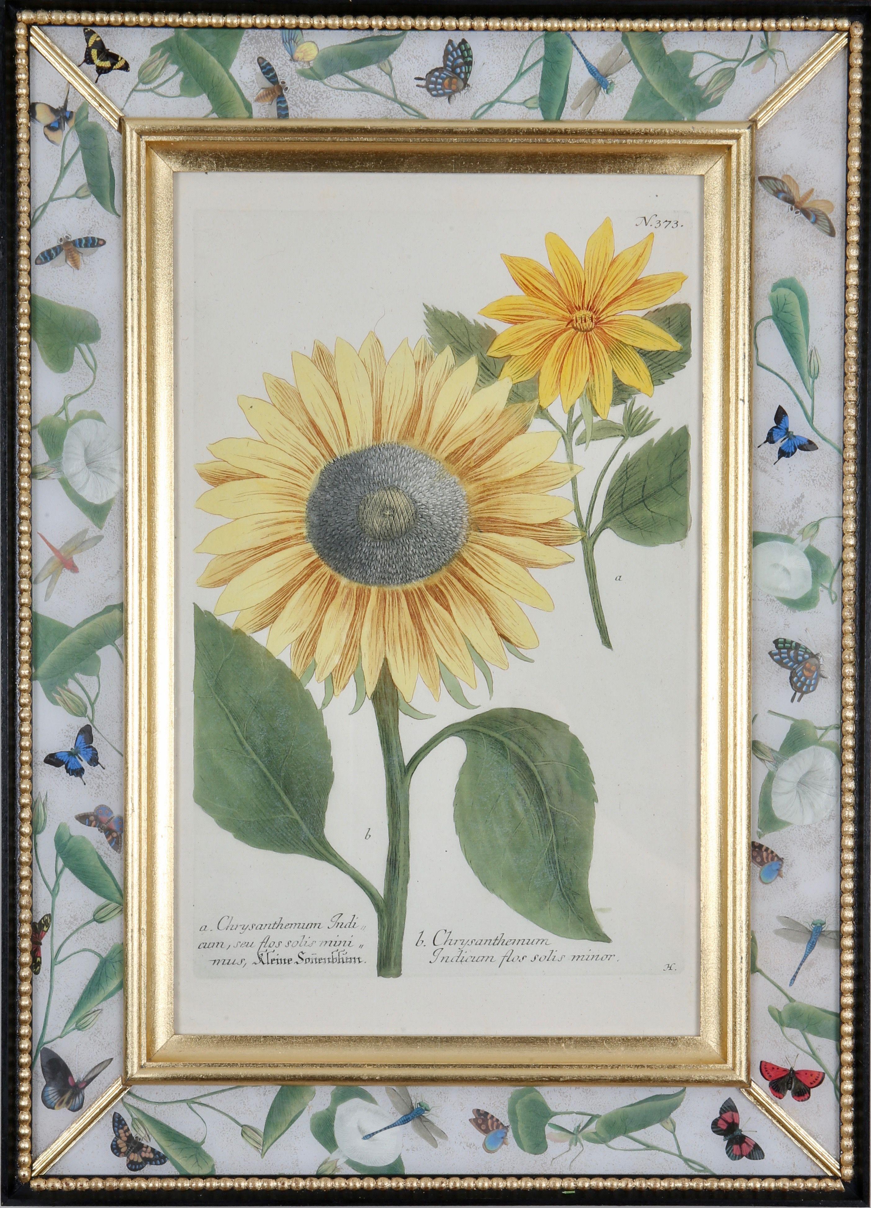 Johann Weinmann: Stiche von Sonnenblumen des 18. Jahrhunderts, 4er-Set, gerahmt im Angebot 3