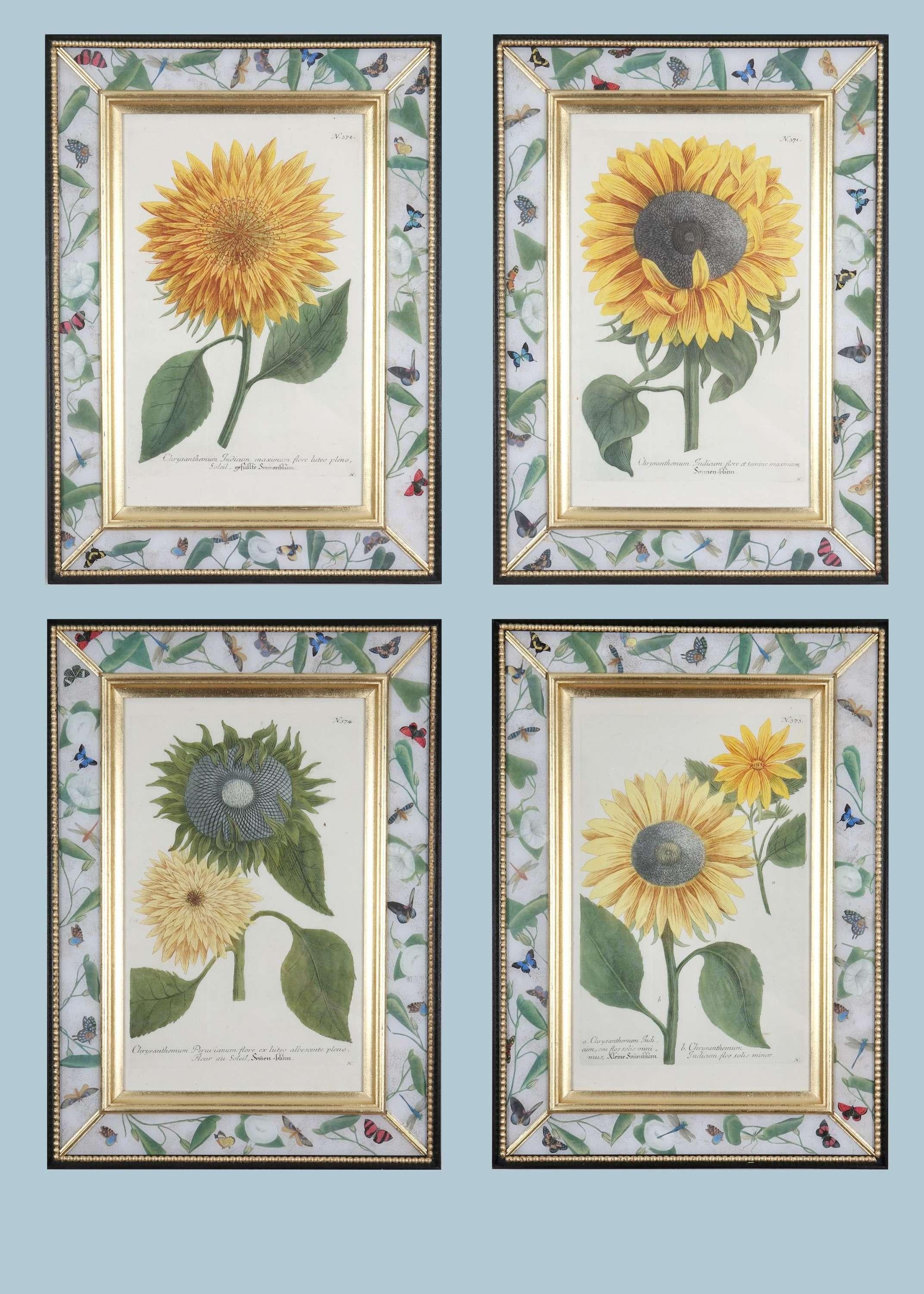 Johann Weinmann: Stiche von Sonnenblumen des 18. Jahrhunderts, 4er-Set, gerahmt im Angebot 4