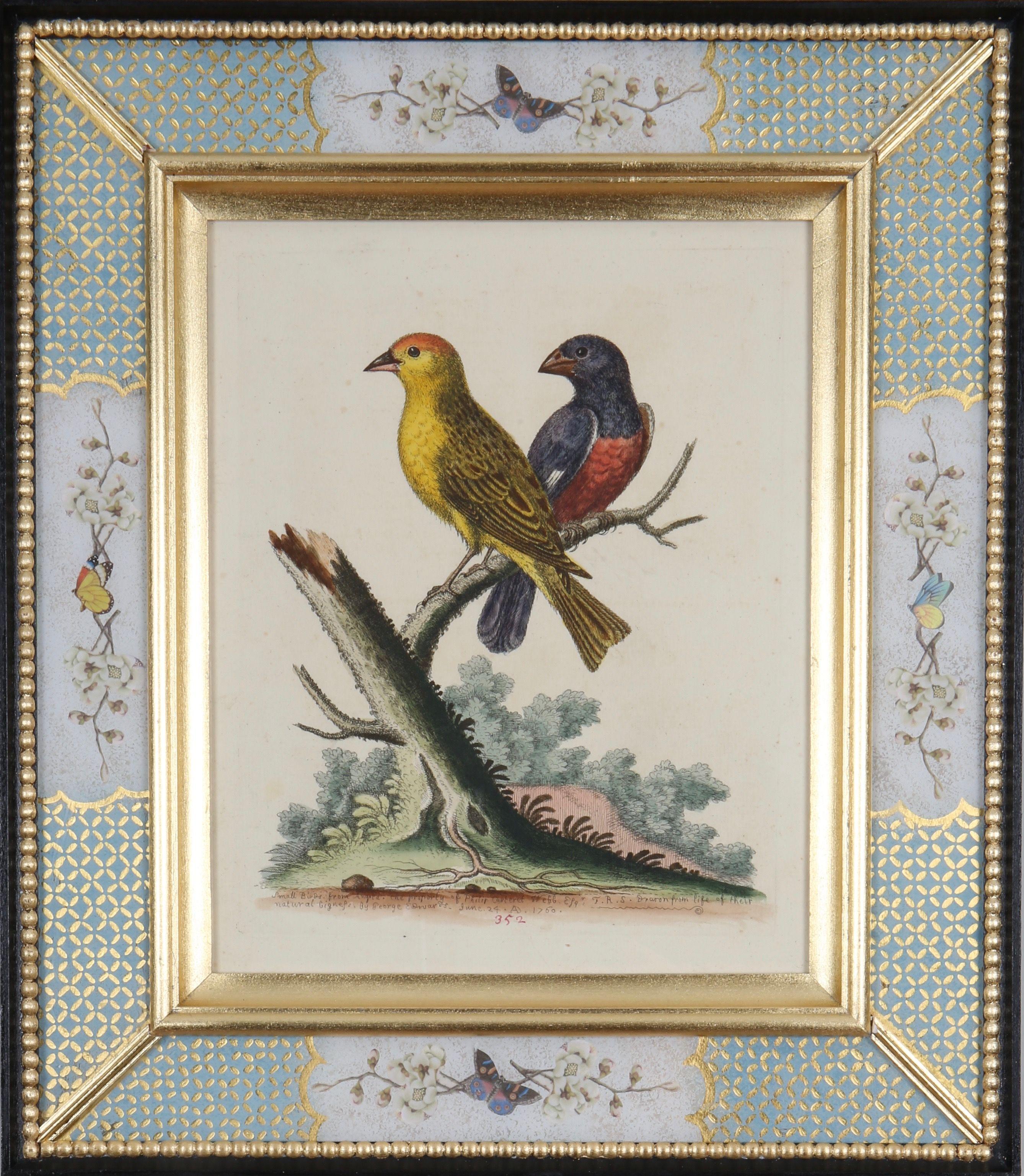 George Edwards: "A History of Uncommon Birds", 1749-1761.

A prominent English naturalist and ornithologist, George Edwards (1694 -1773) is best known for his work, ""A Natural History of Uncommon Birds"", which he published between 1743 and 1761