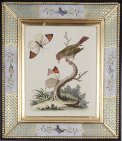 George Edwards: Gravuren von Vögeln in Decalcomania-Rahmen aus dem 18. Jahrhundert