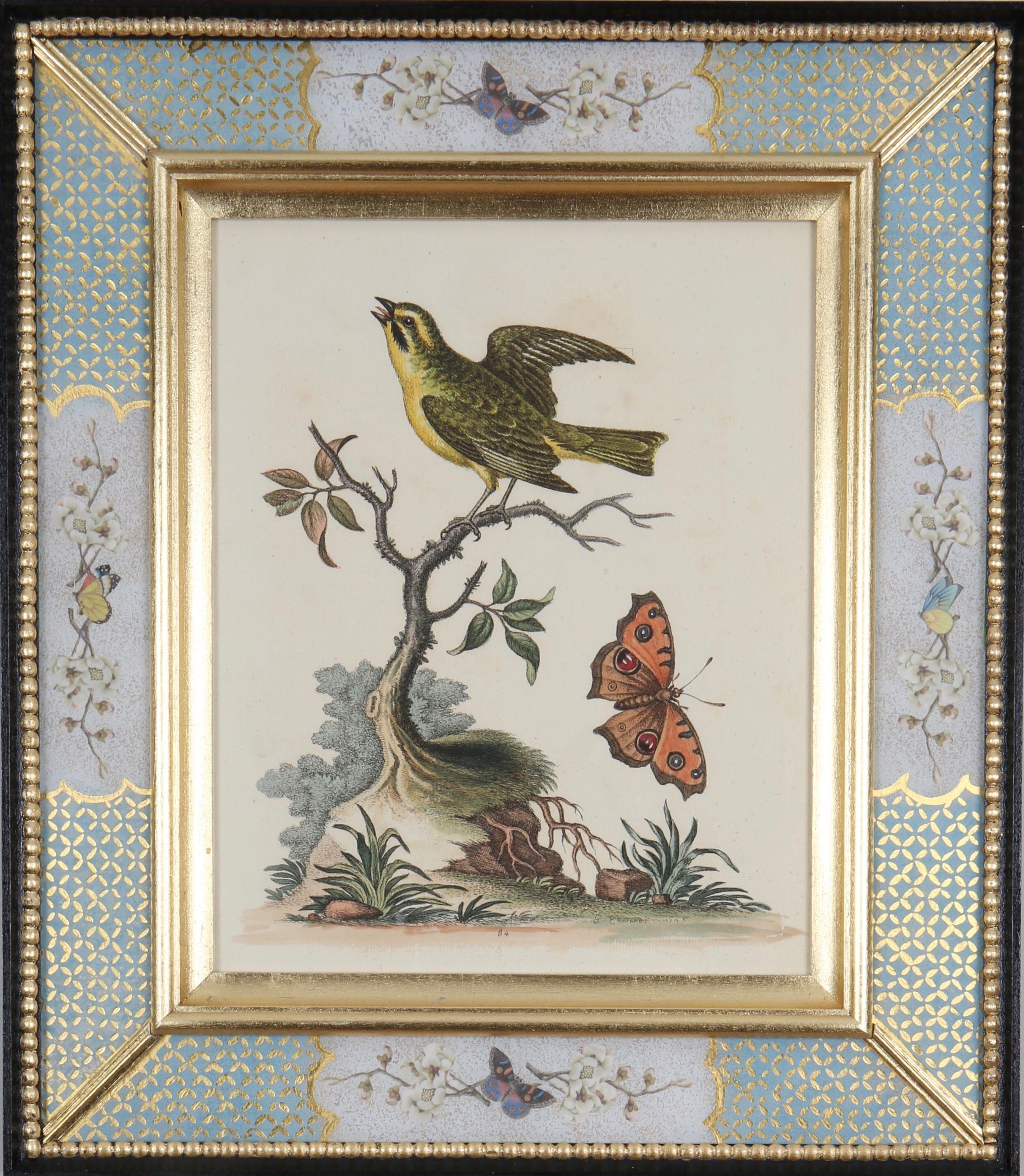 George Edwards: "A History of Uncommon Birds", 1749-1761.

A prominent English naturalist and ornithologist, George Edwards (1694 -1773) is best known for his work, ""A Natural History of Uncommon Birds"", which he published between 1743 and 1761