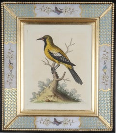 George Edwards : Gravures d'oiseaux dans des cadres de Decalcomania, 18e siècle