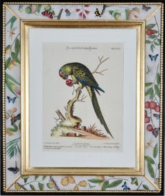 Johann Seligmann: Engravings of Parrots After George Edwards, 1770, Framed