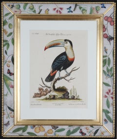 Johann Seligmann: Grabados de loros según George Edwards, 1770, enmarcado