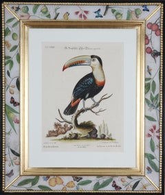 Antique Johann Seligmann: Engravings of Parrots After George Edwards, 1770, Framed