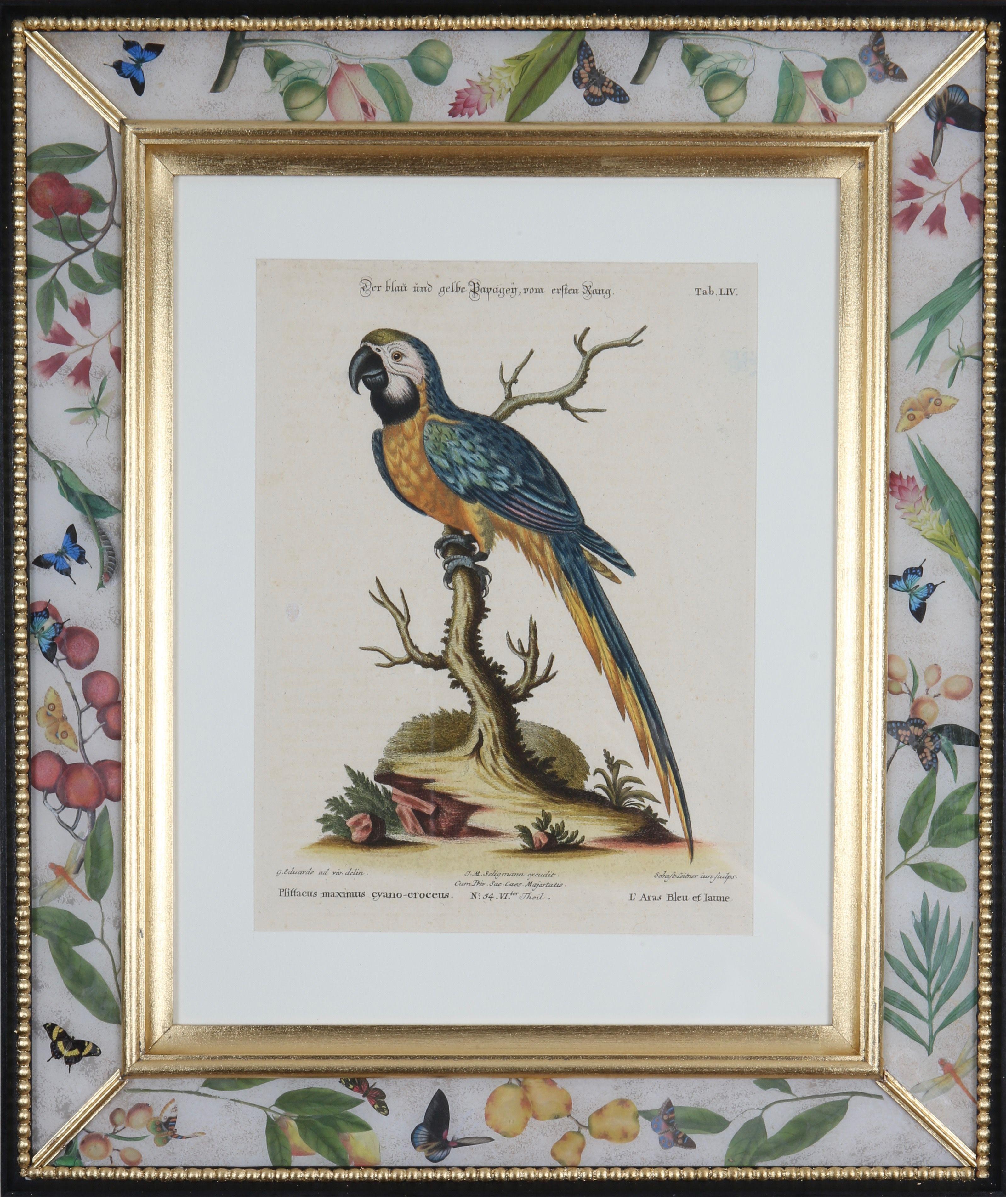 Johann Seligmann: Engravings of Parrots After George Edwards, 1770, Framed