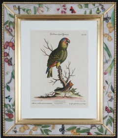 Antique Johann Seligmann: Engravings of Parrots After George Edwards, 1770, Framed