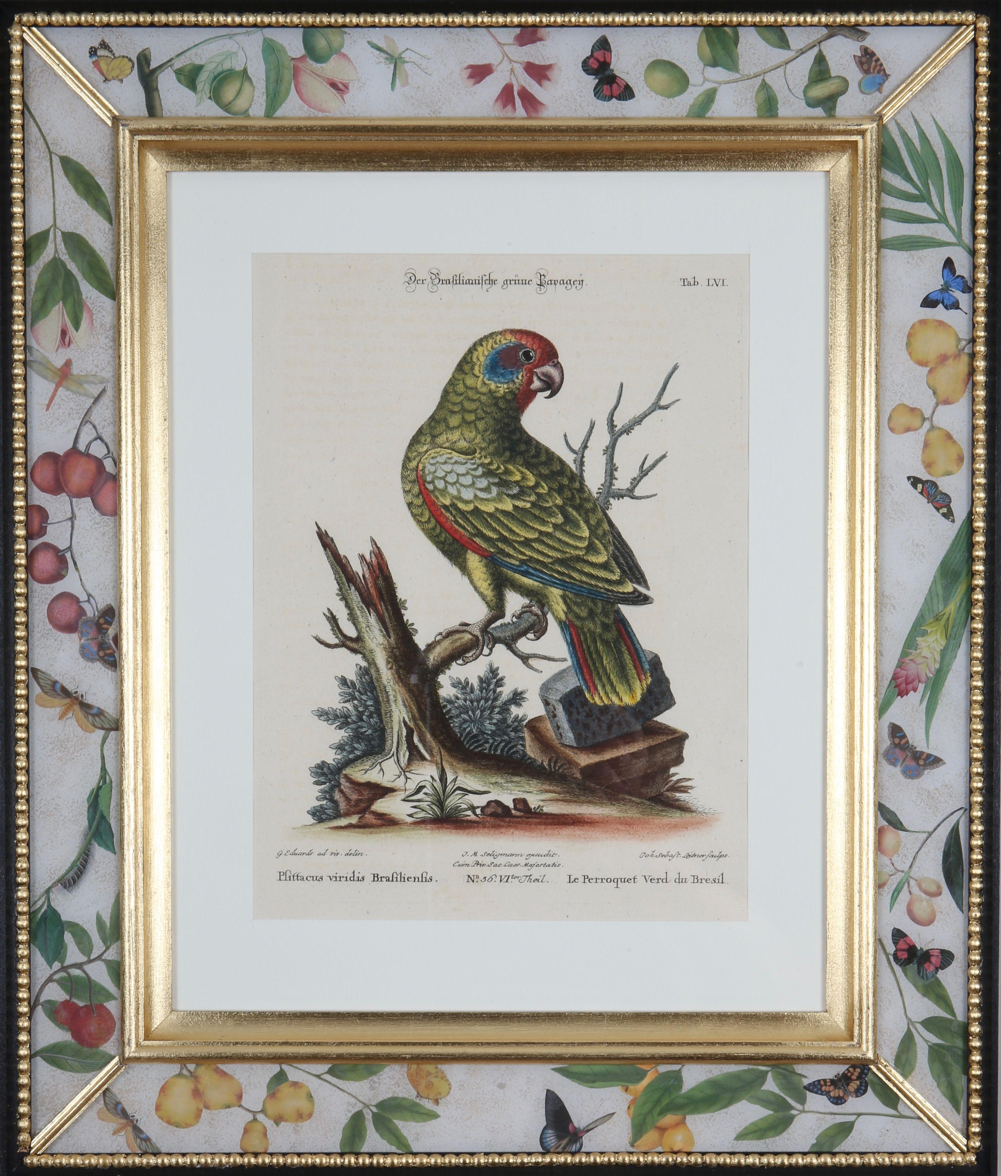 Johann Seligmann: Engravings of Parrots After George Edwards, 1770, Framed