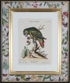 Johann Seligmann: Grabados de loros según George Edwards, 1770, enmarcado