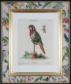 Antique Johann Seligmann: Engravings of Parrots After George Edwards, 1770, Framed