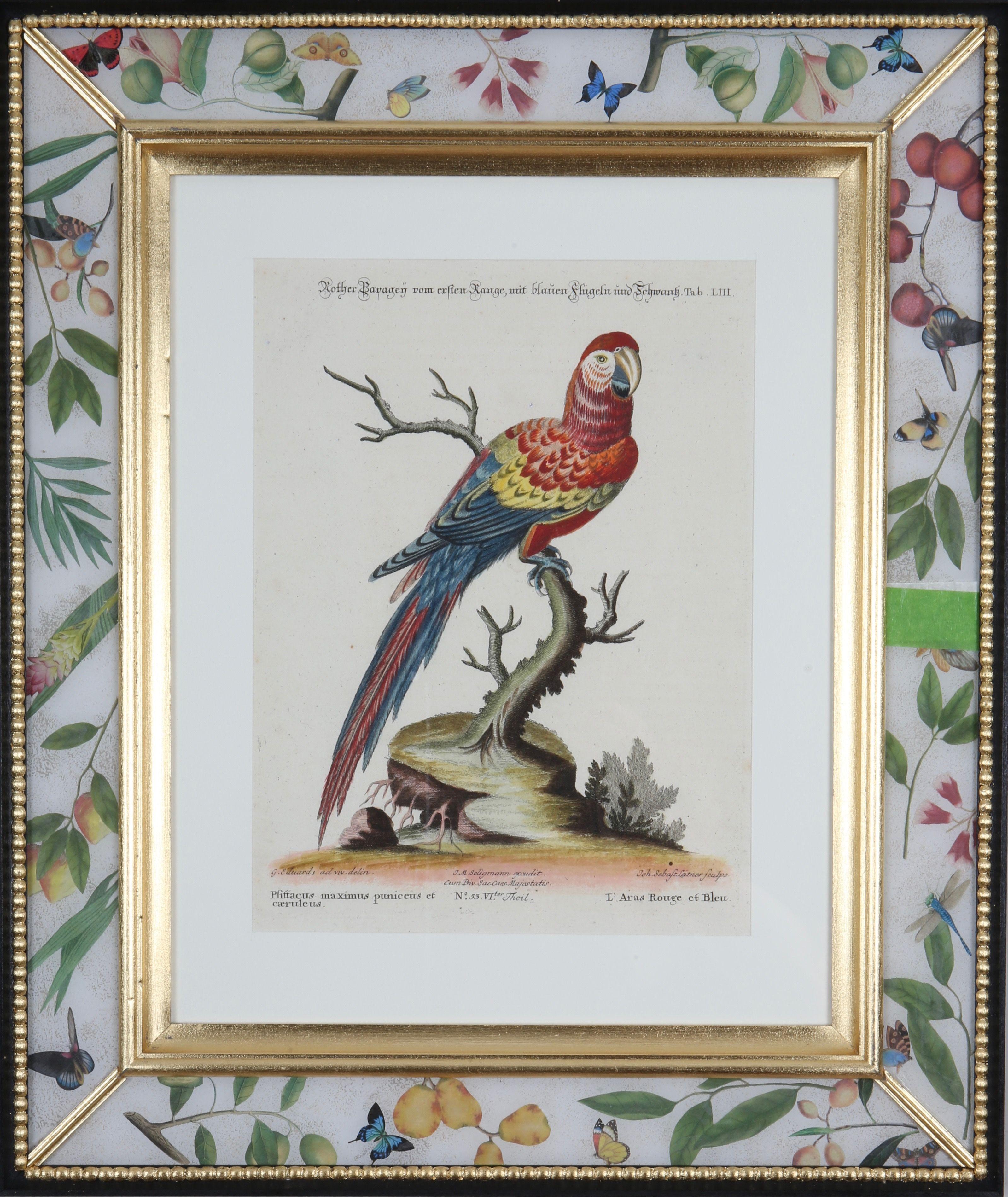 "Sammlung Verschiedenr Auslandischer und Selener Vogel", Nuremberg 1770-1773. Edited by Johann Michael Seligmann (1749 -1776): engravings with original hand-colouring after the drawings by George Edwards.

A prominent English naturalist and