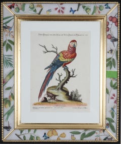 Johann Seligmann: Grabados de loros según George Edwards, 1770, enmarcado