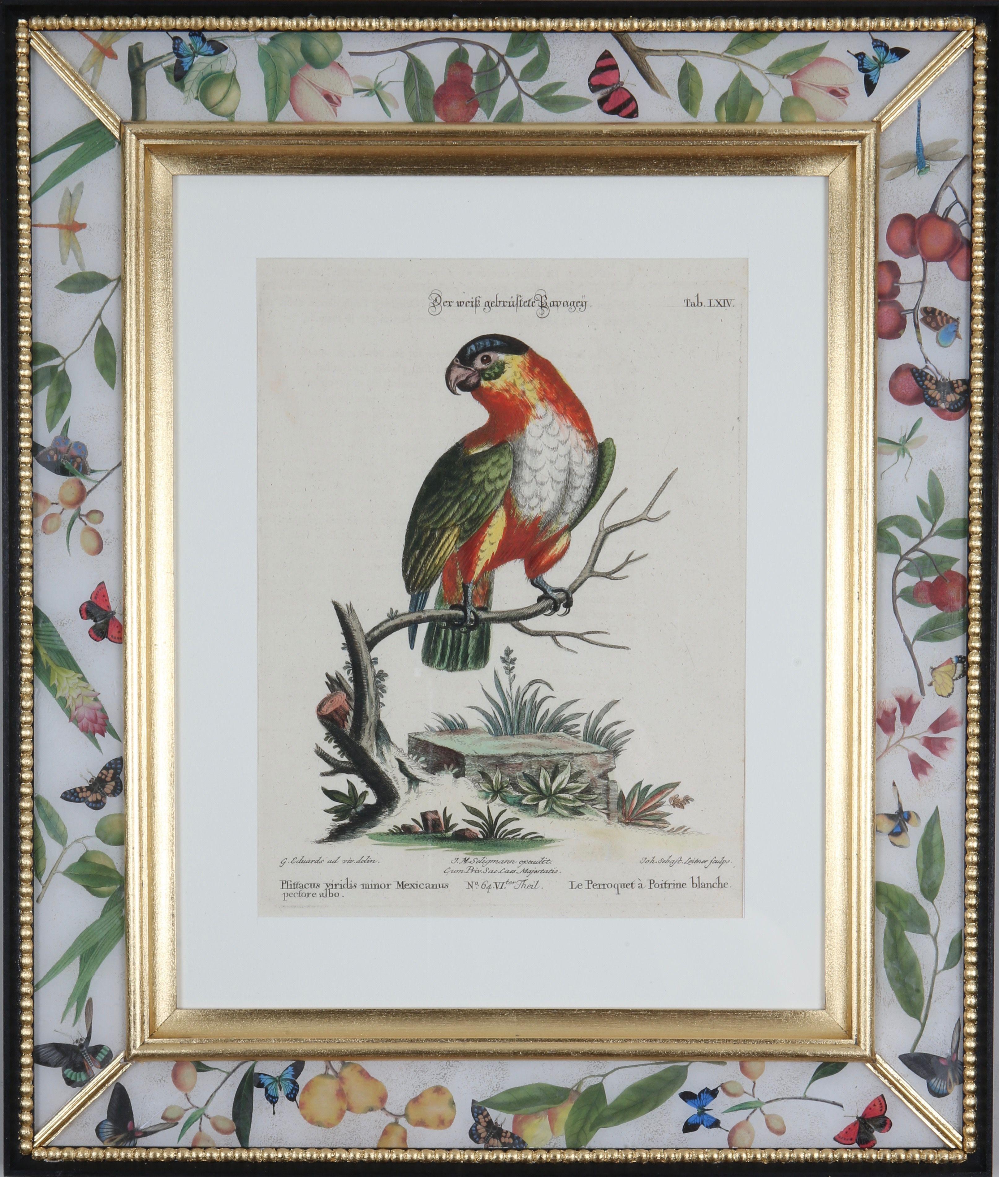 Johann Seligmann : Gravures de perroquets d'après George Edwards, 1770, encadré