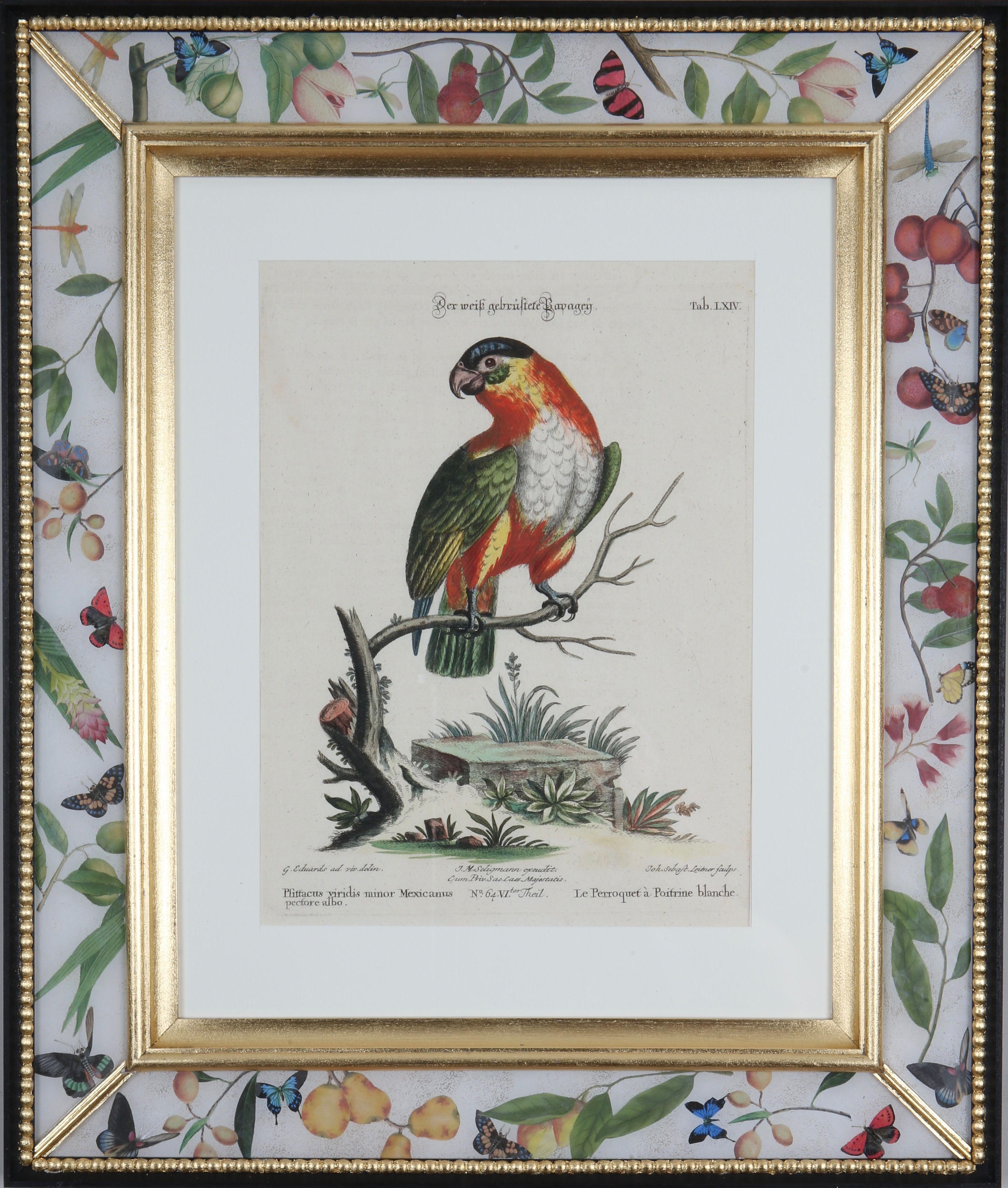 Johann Seligmann: Engravings of Parrots After George Edwards, 1770, Framed