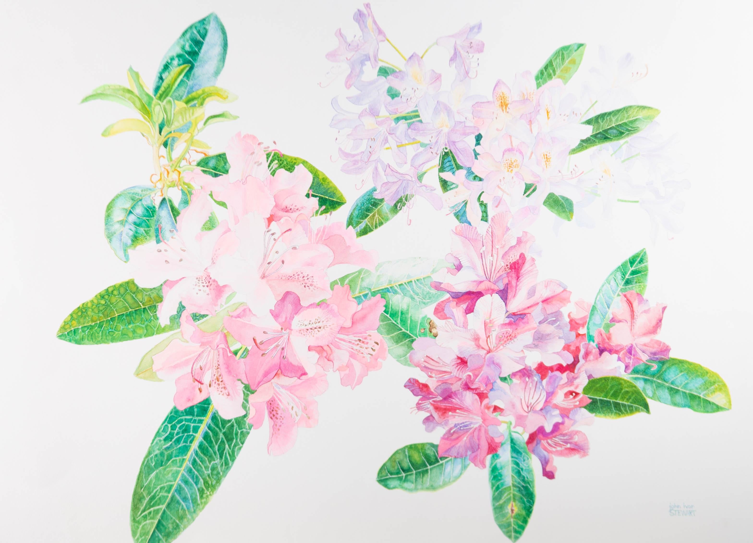 A beautiful watercolour with neon pinks and lilacs that sing out against the green leaves of the flowering laurel plant. The flowers and leaves are rendered in fine detail. The painting has been signed to the lower right corner. On wove.