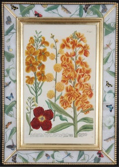 Johann Weinmann: c18th Botanical Engravings in Decalcomania Frames, Set of 6