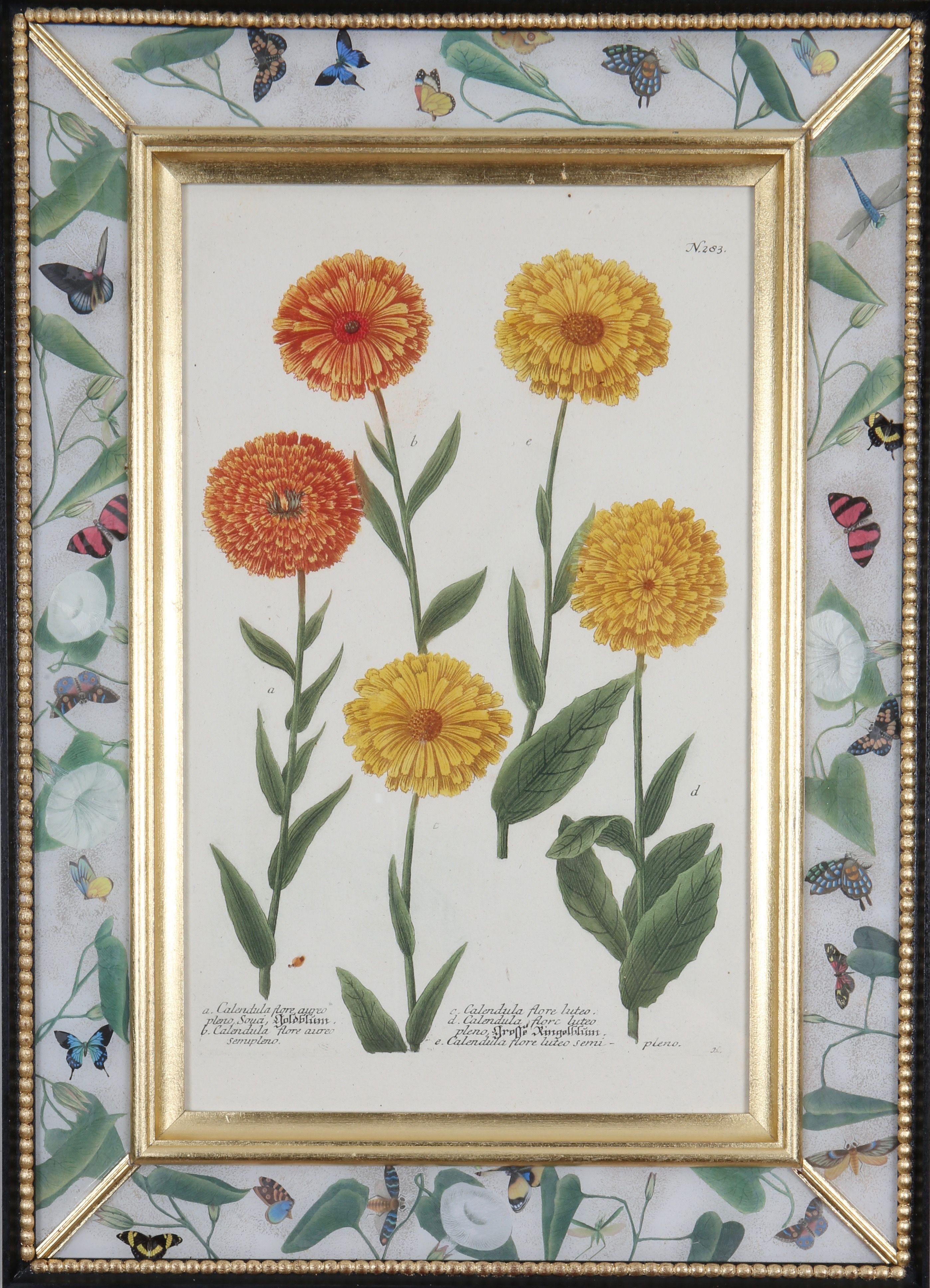 Johann Weinmann: c18th Botanical Engravings in Decalcomania Frames, Set of 6 For Sale 2