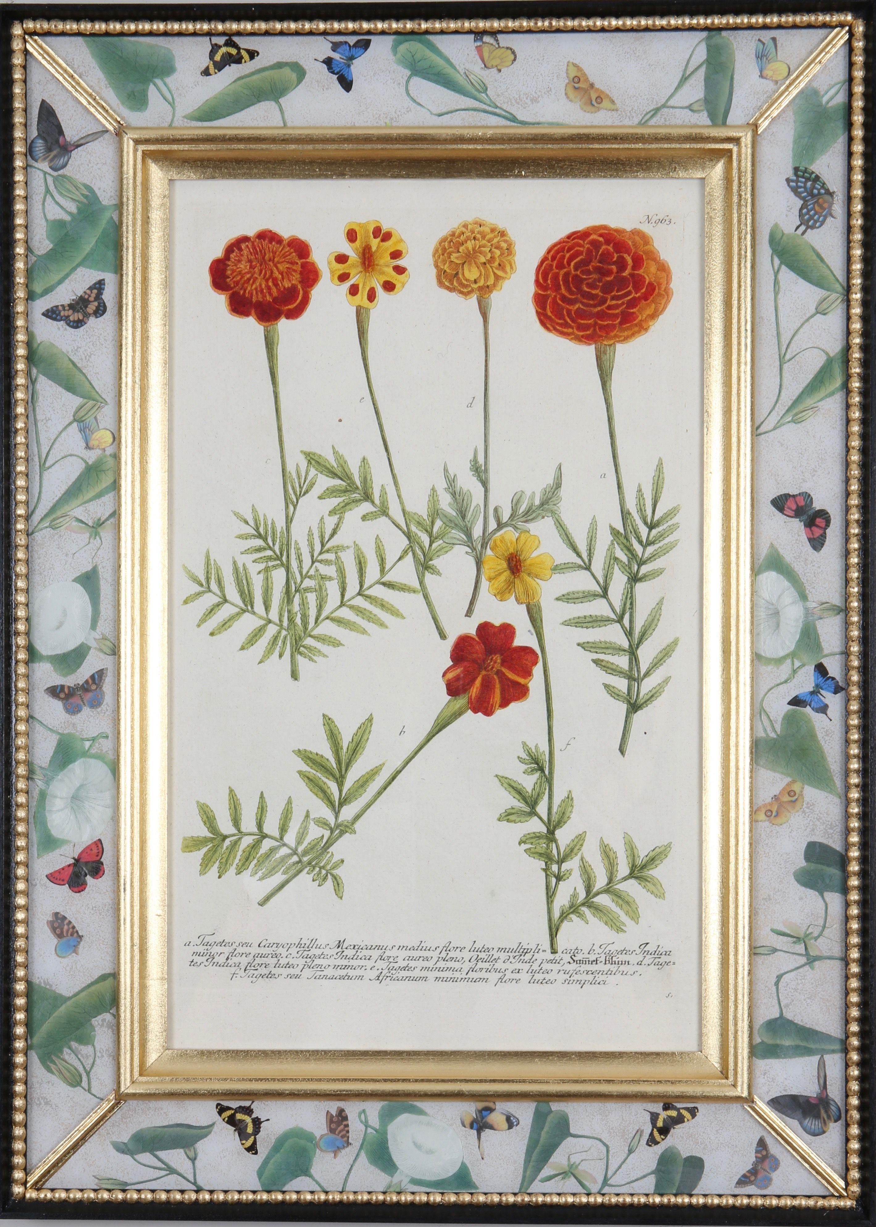 Johann Weinmann: c18th Botanical Engravings in Decalcomania Frames, Set of 6 For Sale 3