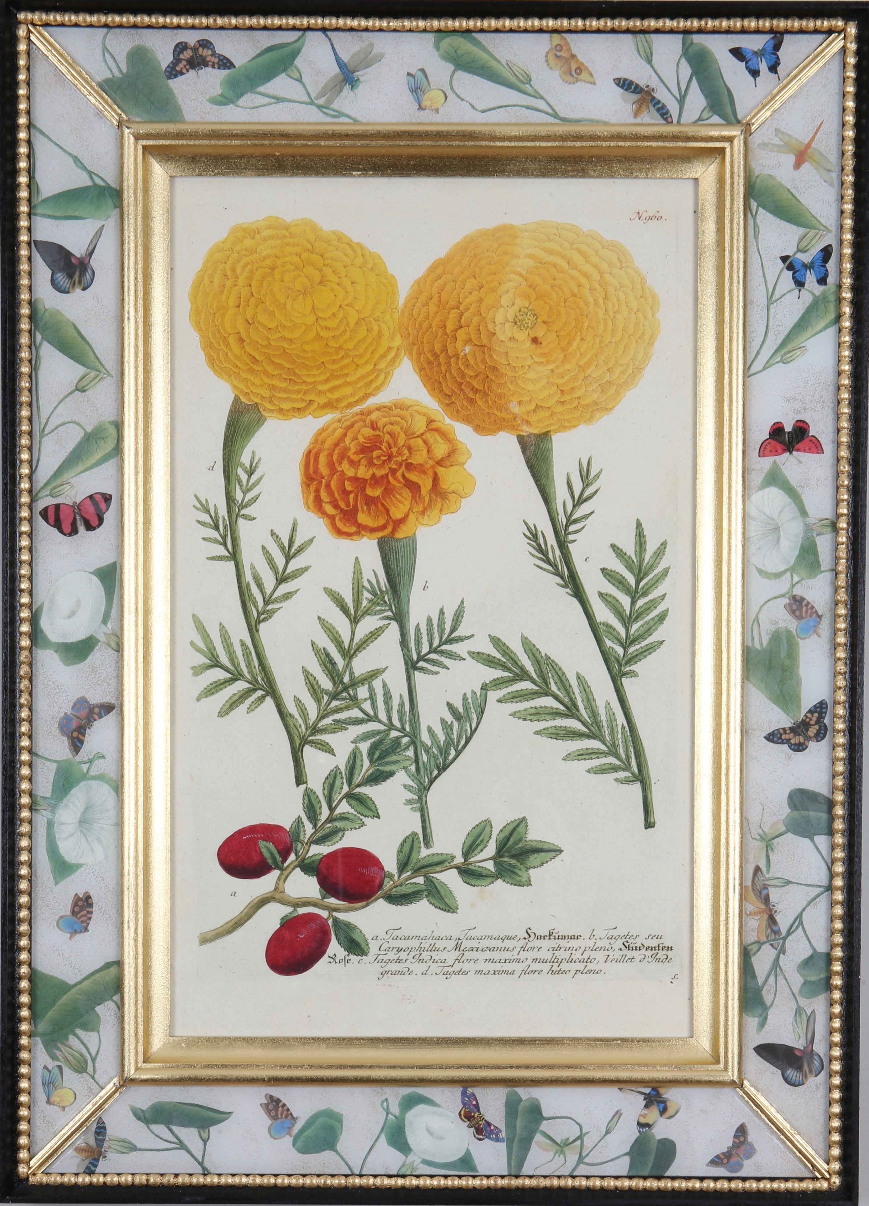 Johann Weinmann: c18th Botanical Engravings in Decalcomania Frames, Set of 6 For Sale 5