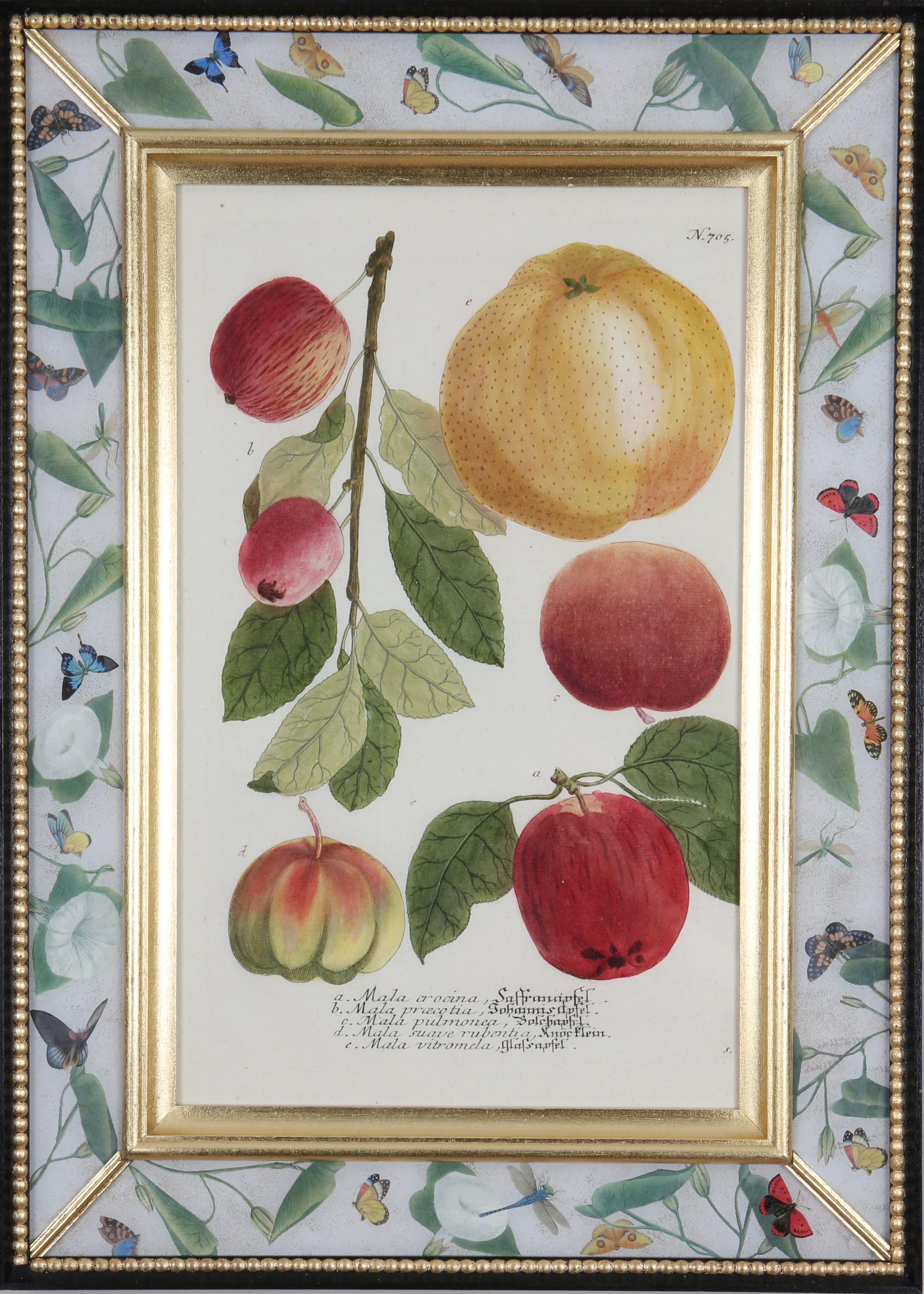 Hand-coloured mezzotint engravings from: ""Phytanthoza Iconographia"",  c1739, presented in hand-made parcel-gilt, ebonised and decalcomania frames.

Johann Weinmann (1683-1741), a German pharmacist and apothecary, was author and publisher of