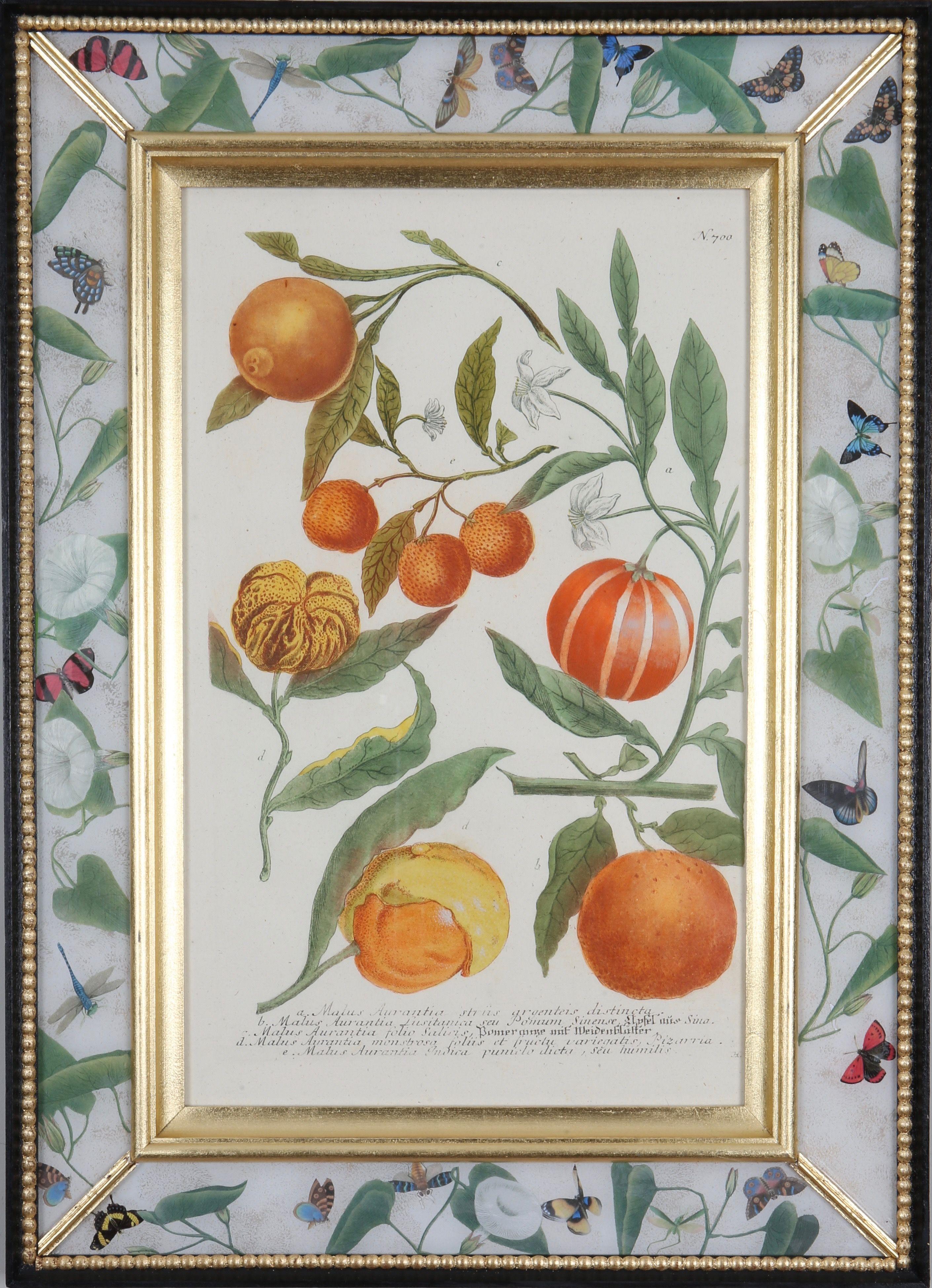 Johann Weinmann: c.18. Stiche von Früchten in Decalcomania-Rahmen