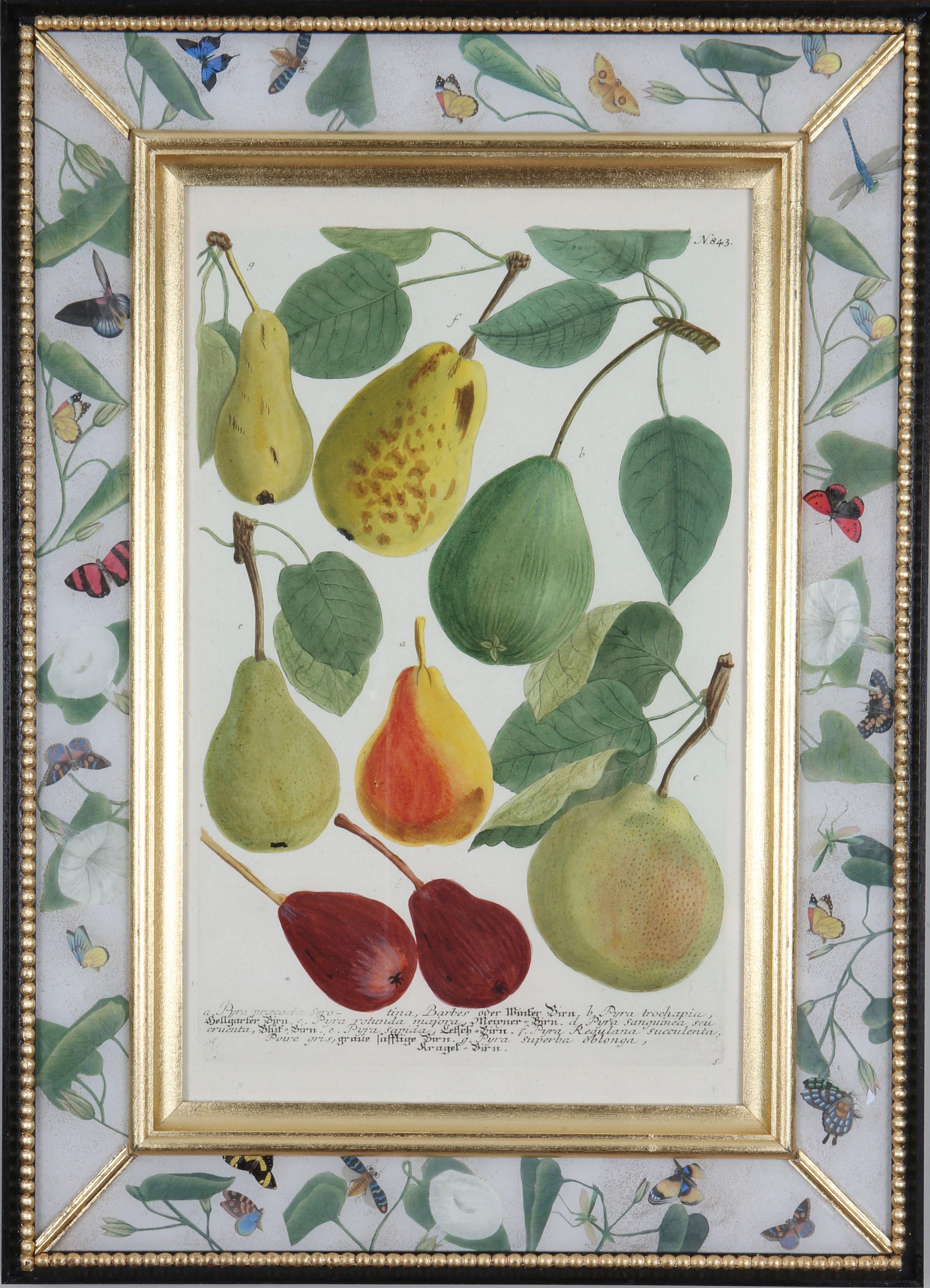 Johann Weinmann : Gravures de fruits dans des cadres de Decalcomania, 18e siècle