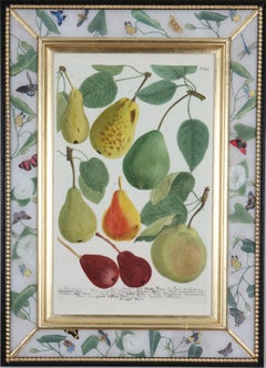 Antique Johann Weinmann: c.18th Engravings of Fruit in Decalcomania Frames