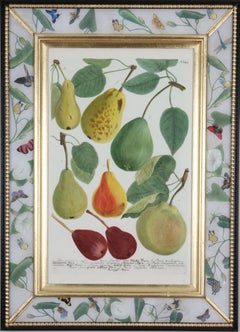 Johann Weinmann: c.XVIII Grabados de frutas en marcos decalcomanía