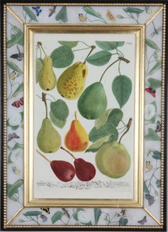 Johann Weinmann: c.18th Engravings of Fruit in Decalcomania Frames