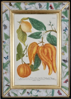 Johann Weinmann: c.18th Engraving of Fruit in a Decalcomania Frame.