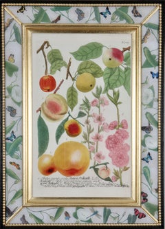 Johann Weinmann: c.18th Engraving of Fruit in a Decalcomania Frame.
