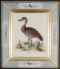 George Edwards: 18th Century Engravings of Ducks And Wading Birds