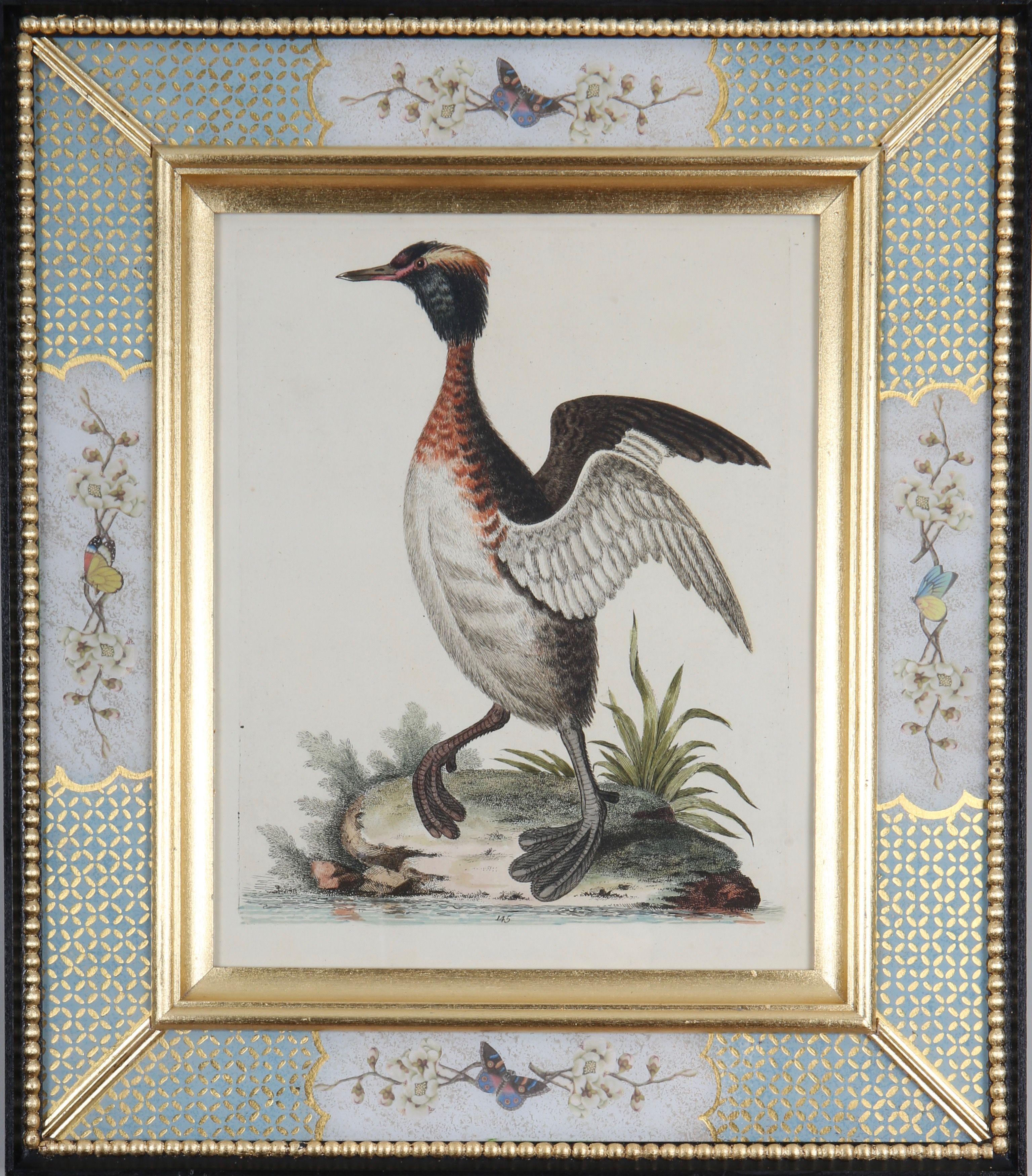 George Edwards: "Historia de las aves poco comunes", 1749-1761.

Destacado naturalista y ornitólogo inglés, George Edwards (1694-1773) es conocido sobre todo por su obra "Historia natural de las aves poco comunes", que publicó entre 1743 y 1761
