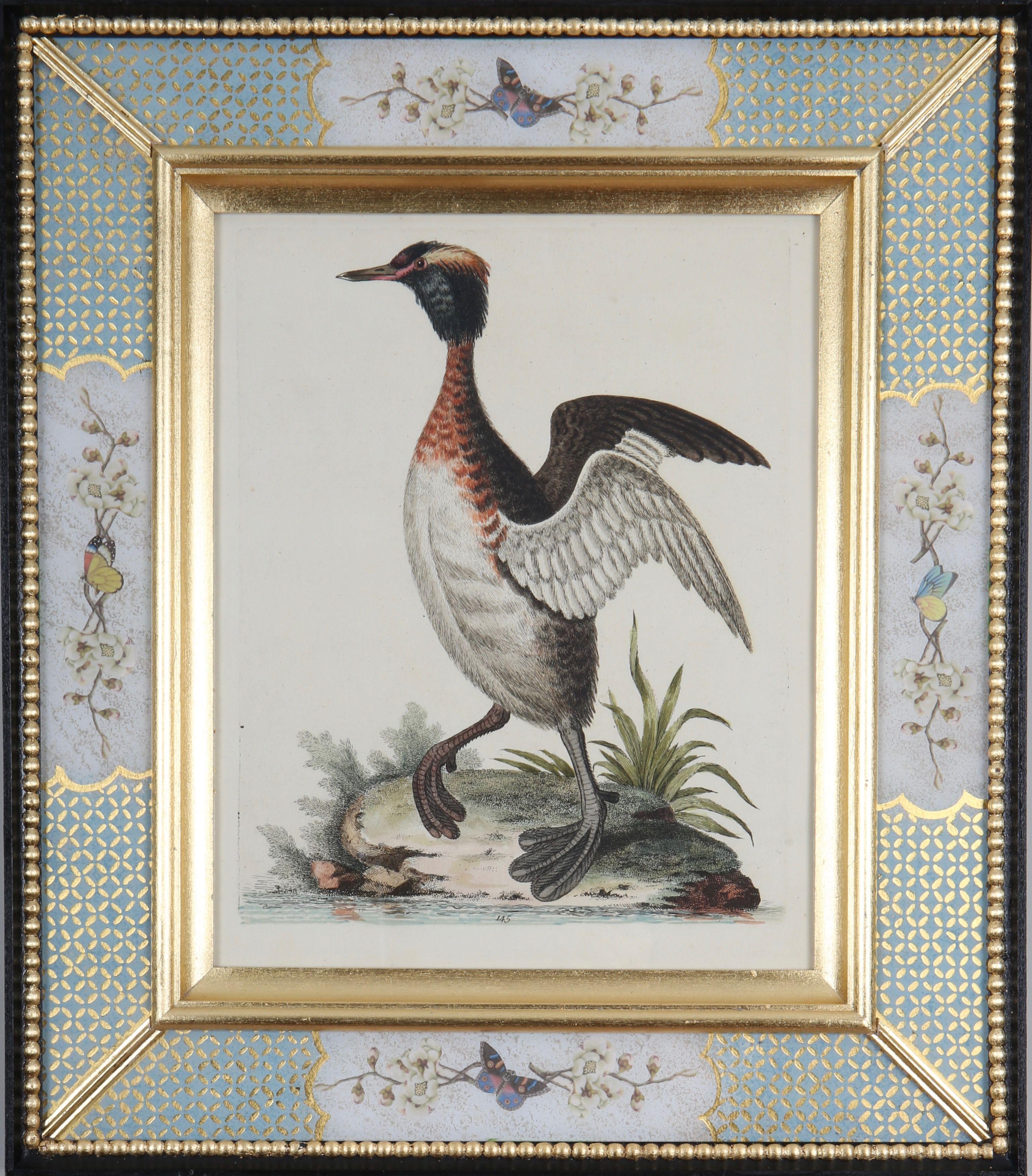 George Edwards : "A History of Uncommon Birds", 1749-1761.

Éminent naturaliste et ornithologue anglais, George Edwards (1694 -1773) est surtout connu pour son ouvrage "A Natural History of Uncommon Birds", qu'il a publié entre 1743 et 1761 alors