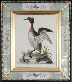 George Edwards : gravures de canards et d'oiseaux chevauchants du XVIIIe siècle