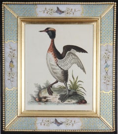 Antique George Edwards: 18th Century Engravings of Ducks And Wading Birds