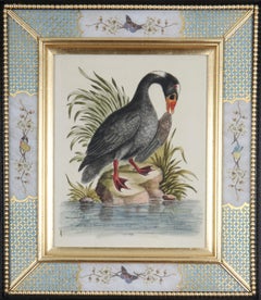 George Edwards Grabados del siglo XVIII de patos y aves zancudas
